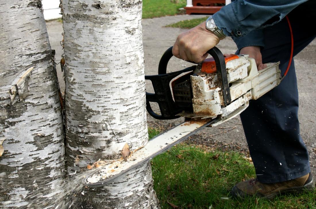 Tree Cutting Service Pickering